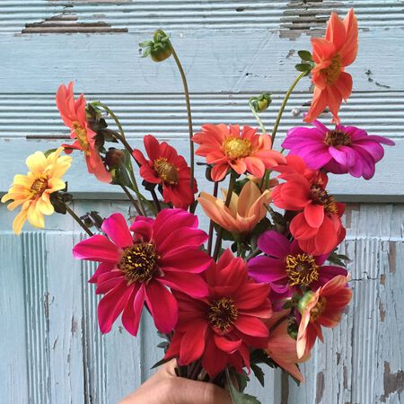 Bishops Children, Dahlia Seeds - Packet image number null